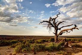 Tropical tree mortality rising